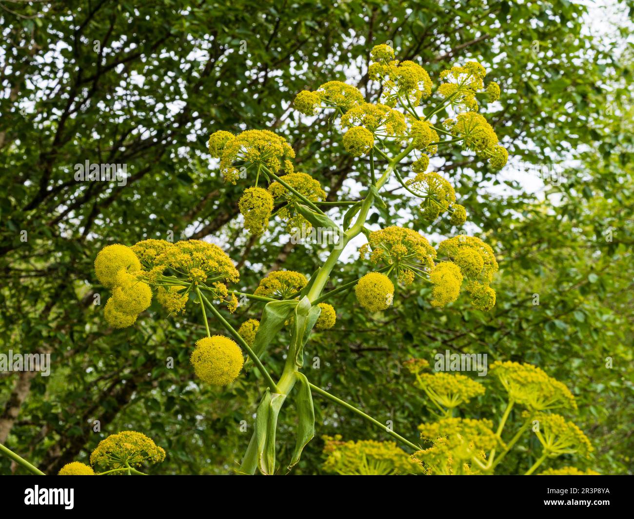 Flores amarillas de umbellifer del hinojo gigante, resistente y sin perfume, Ferula communis Foto de stock