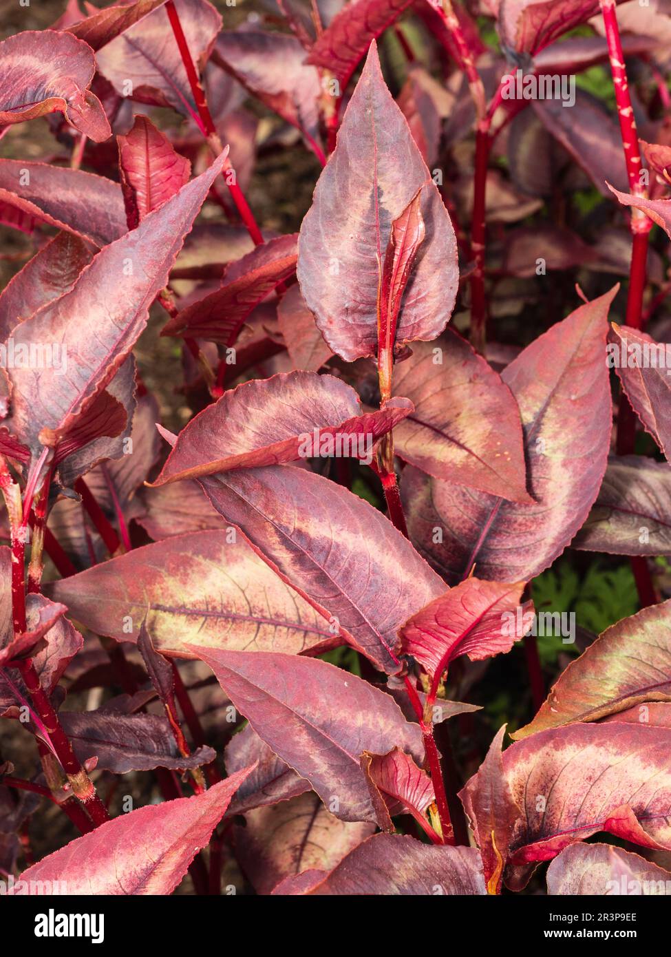 Hojas rojas plateadas centradas de la planta de follaje perenne ornamental resistente, Persicaria microcephala 'Silver Dragon' Foto de stock