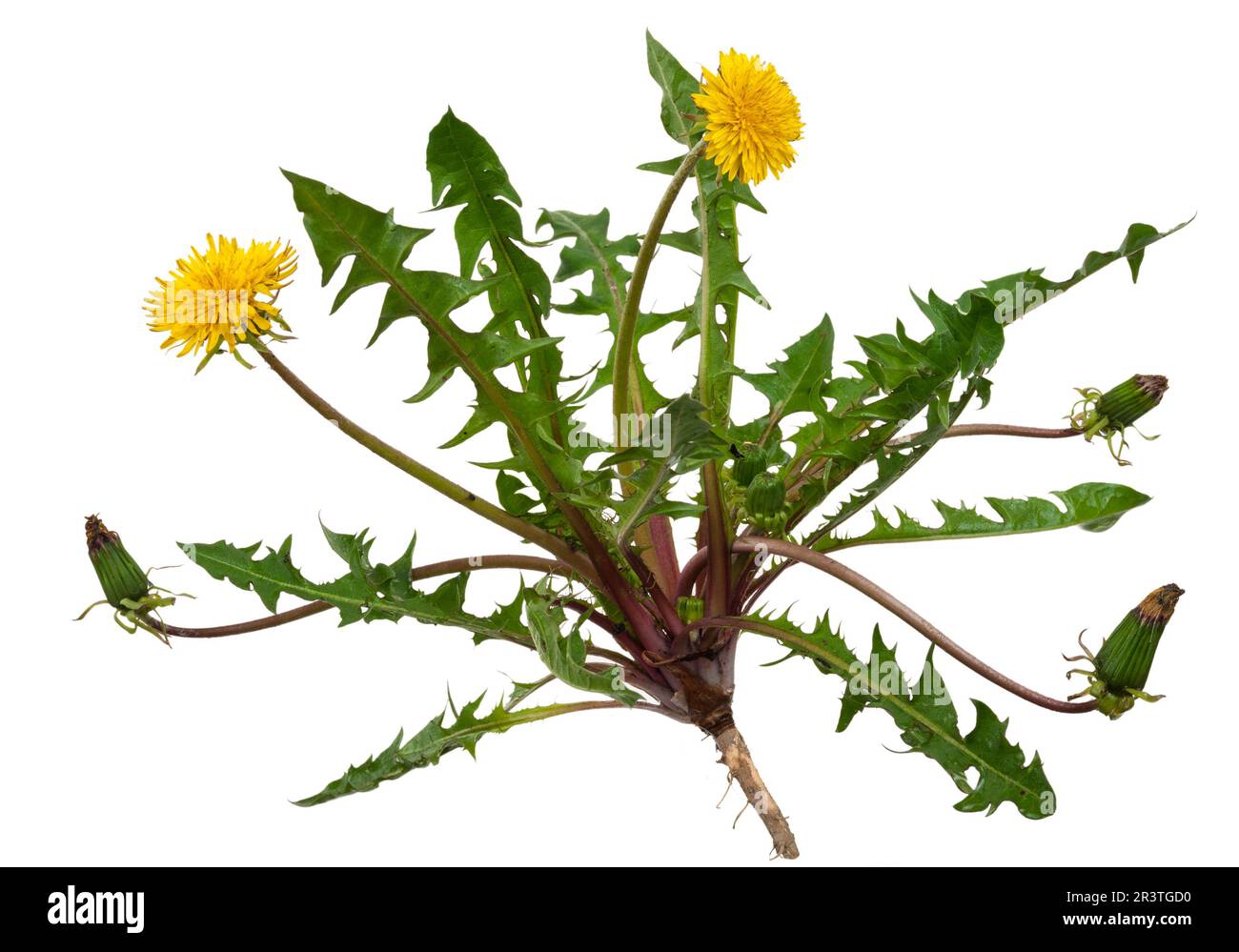 Planta medicinal: Diente de león (Taraxacum officinale) Foto de stock