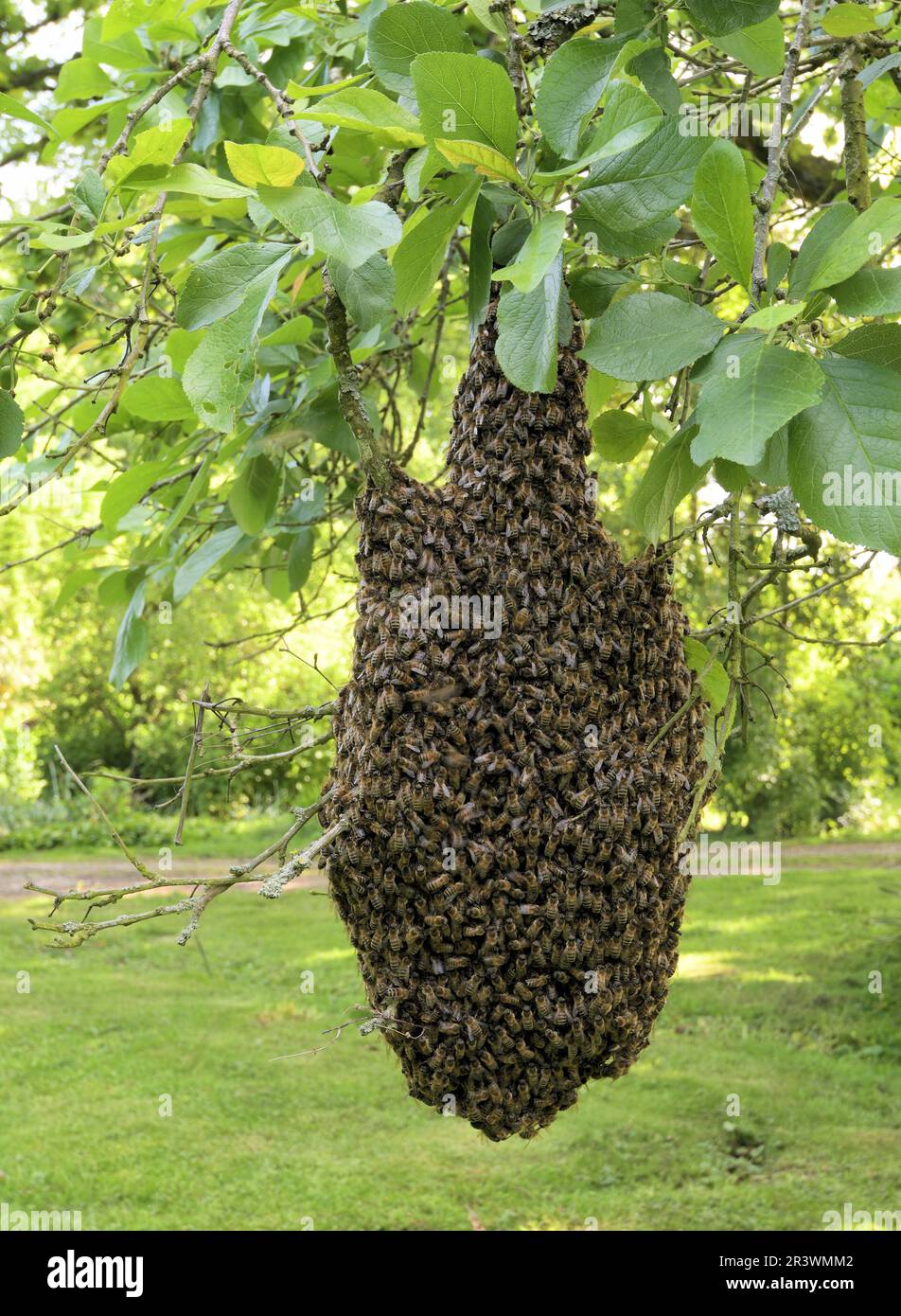 Enjambre de abejas melíferas europeas (Apis mellifera) en mayo, Norfolk, Inglaterra Foto de stock