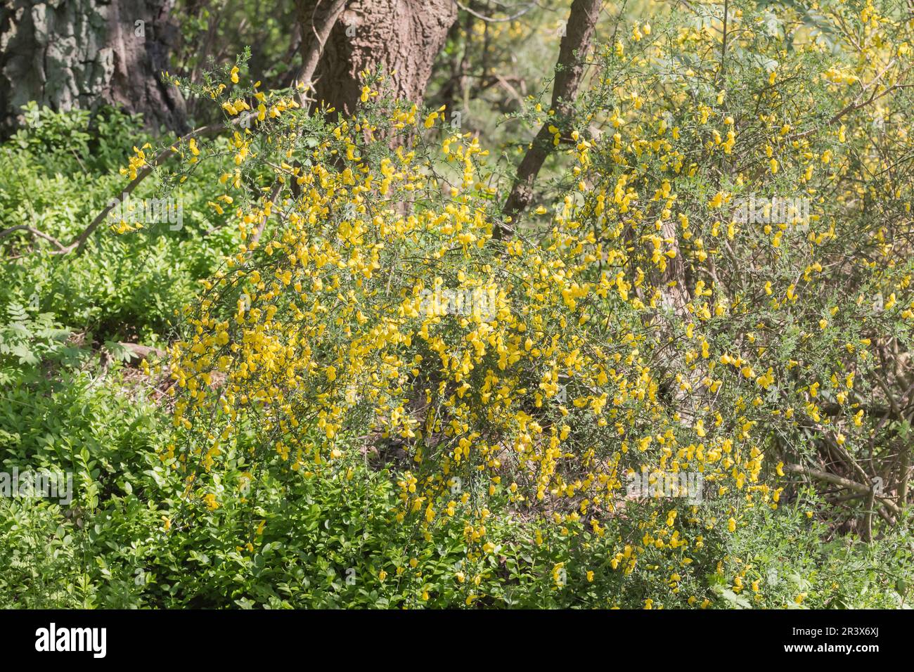 Cytisus scoparius, Besenginster, Geißklee, Gewöhnlicher Besenginster - Cytisus scoparius, escoba común, escoba escocesa, escoba inglesa Foto de stock