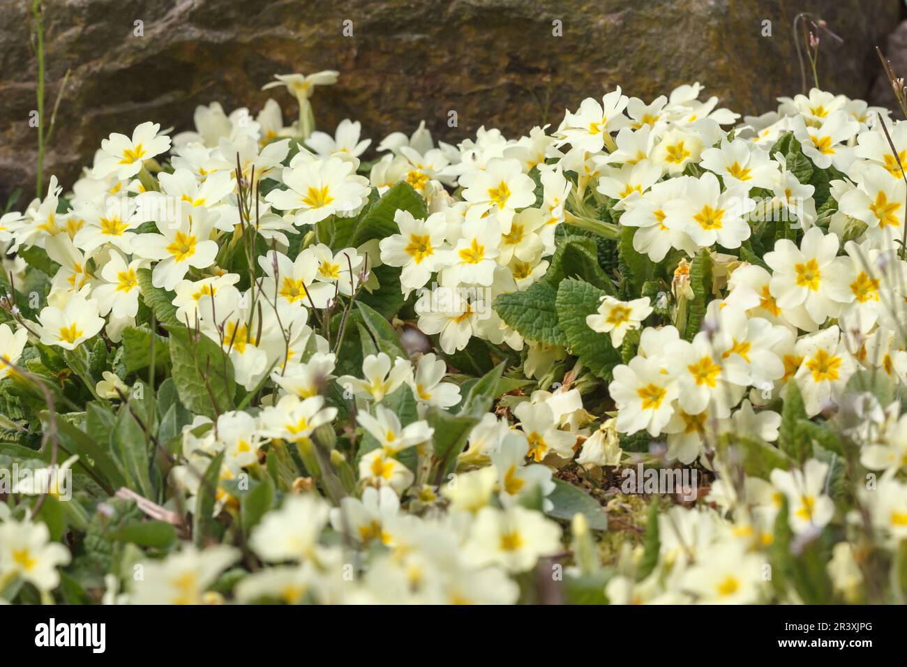 Primula vulgaris, conocida como Primrose Común, Primrose Inglés, Primrose Foto de stock