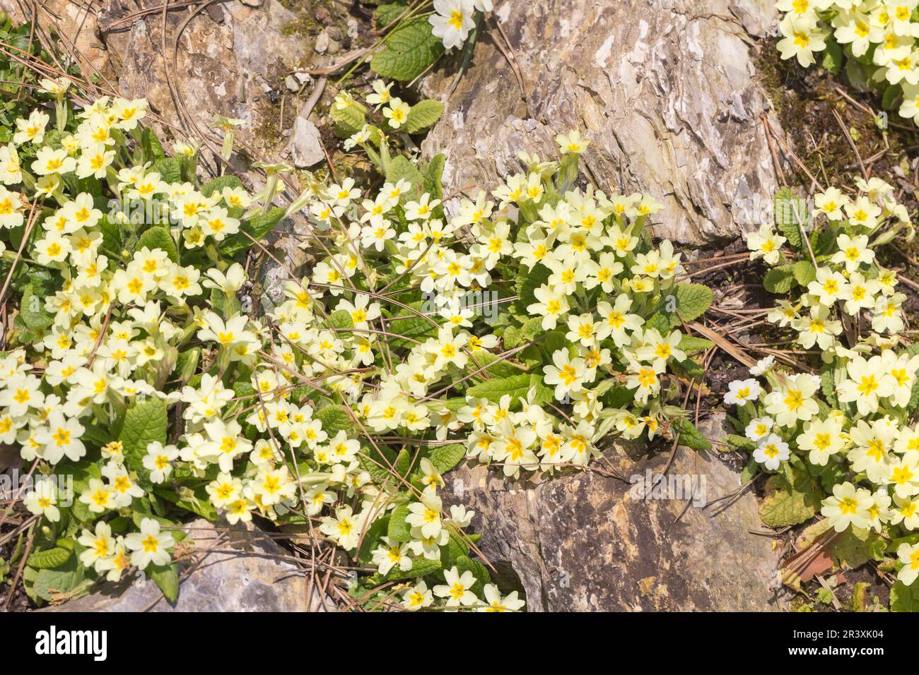 Primula vulgaris, conocida como Primrose Común, Primrose Inglés, Primrose Foto de stock