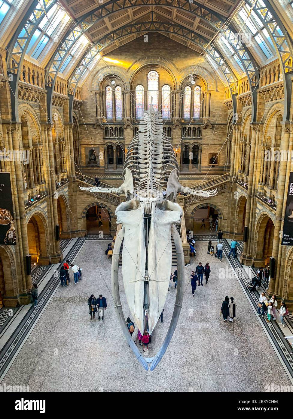 Esqueleto de ballena azul colgado en el Museo de Historia Natural de Londres, Reino Unido Foto de stock