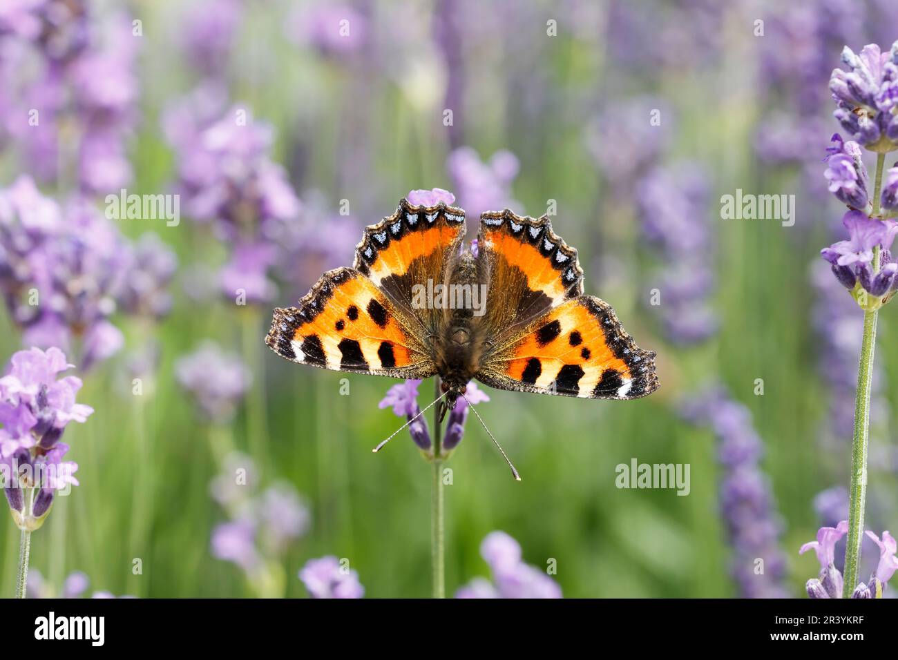 Aglais urticae, syn. Nymphalis urticae, conocida como pequeña mariposa de carey en flor de lavanda Foto de stock