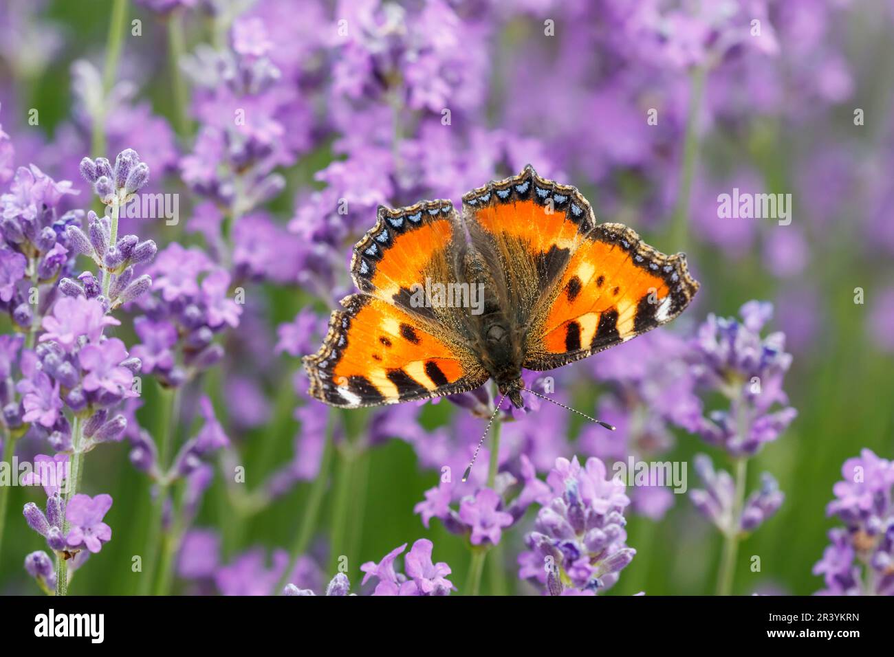 Aglais urticae, syn. Nymphalis urticae, conocida como pequeña mariposa de carey Foto de stock