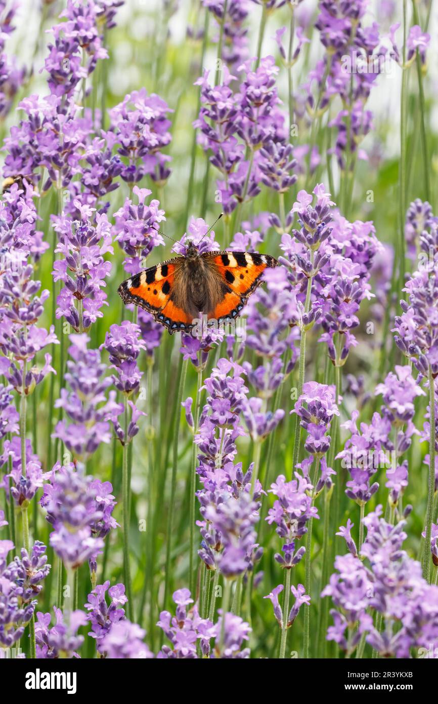 Aglais urticae, syn. Nymphalis urticae, conocida como pequeña mariposa de carey Foto de stock