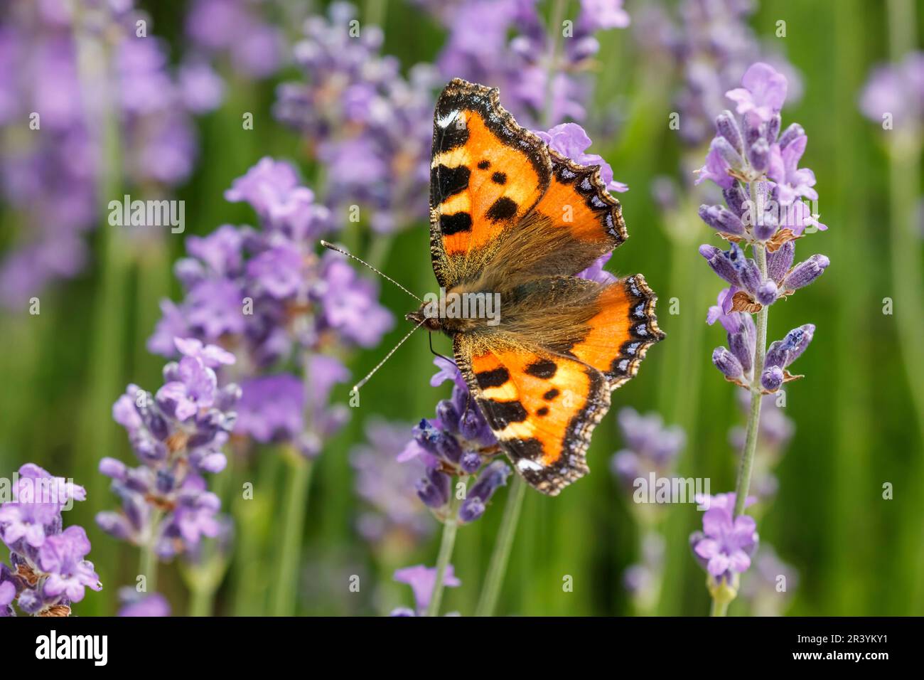 Aglais urticae, syn. Nymphalis urticae, conocida como pequeña mariposa de carey Foto de stock