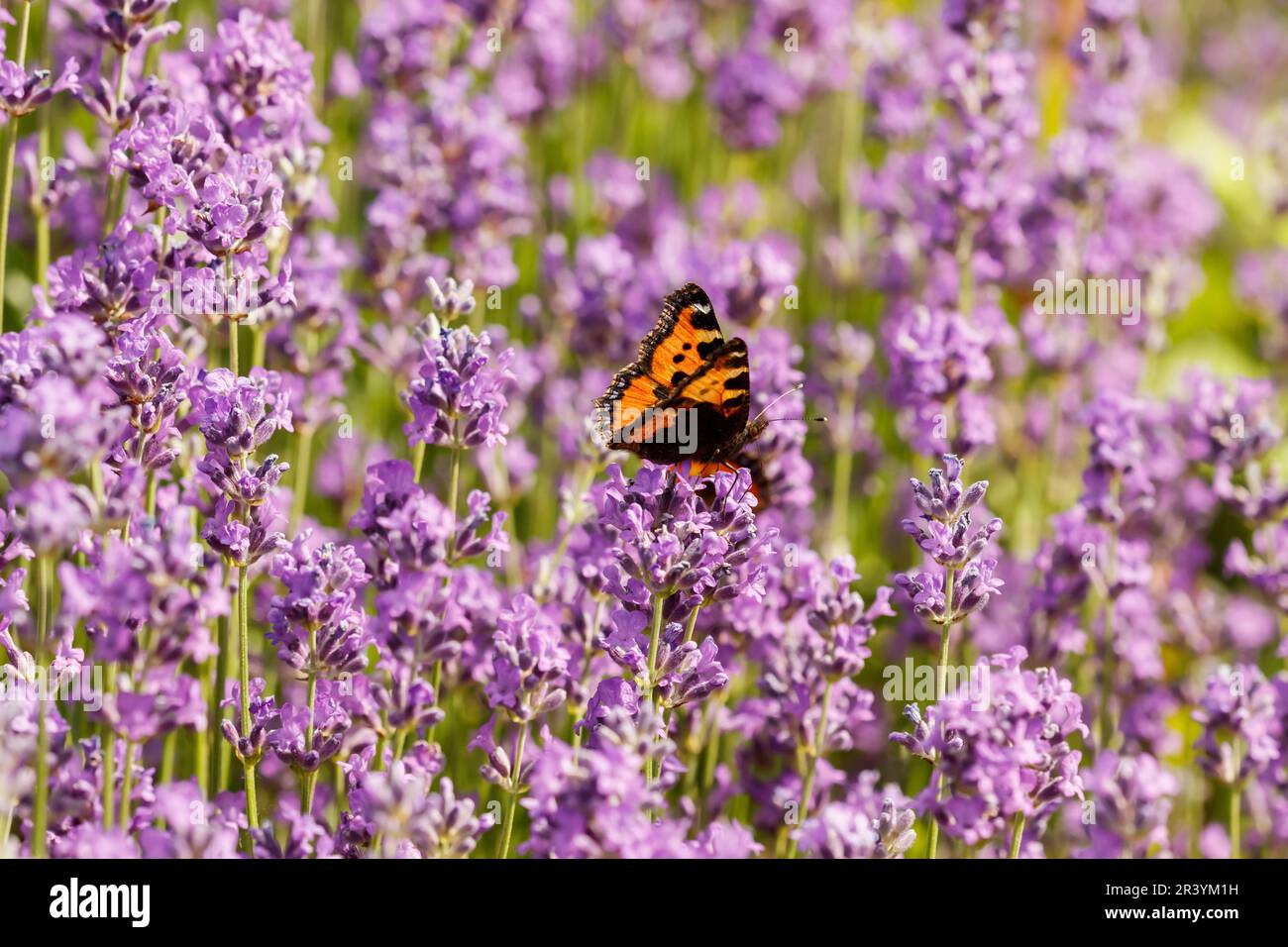 Aglais urticae, syn. Nymphalis urticae, conocida como pequeña mariposa de carey Foto de stock