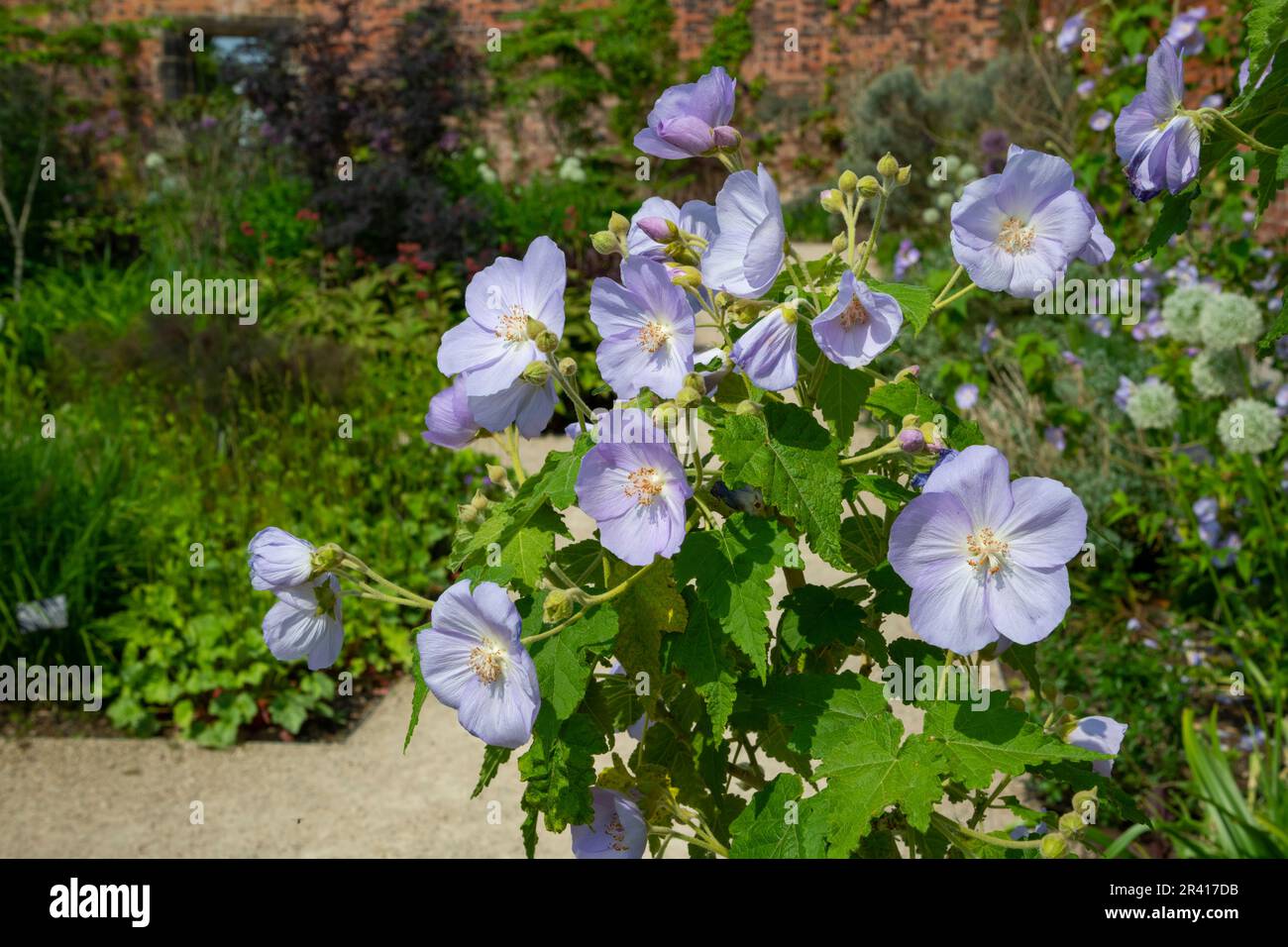 Abutilon Suntense 'Jermyn' floreciendo en un jardín amurallado a principios del verano Foto de stock