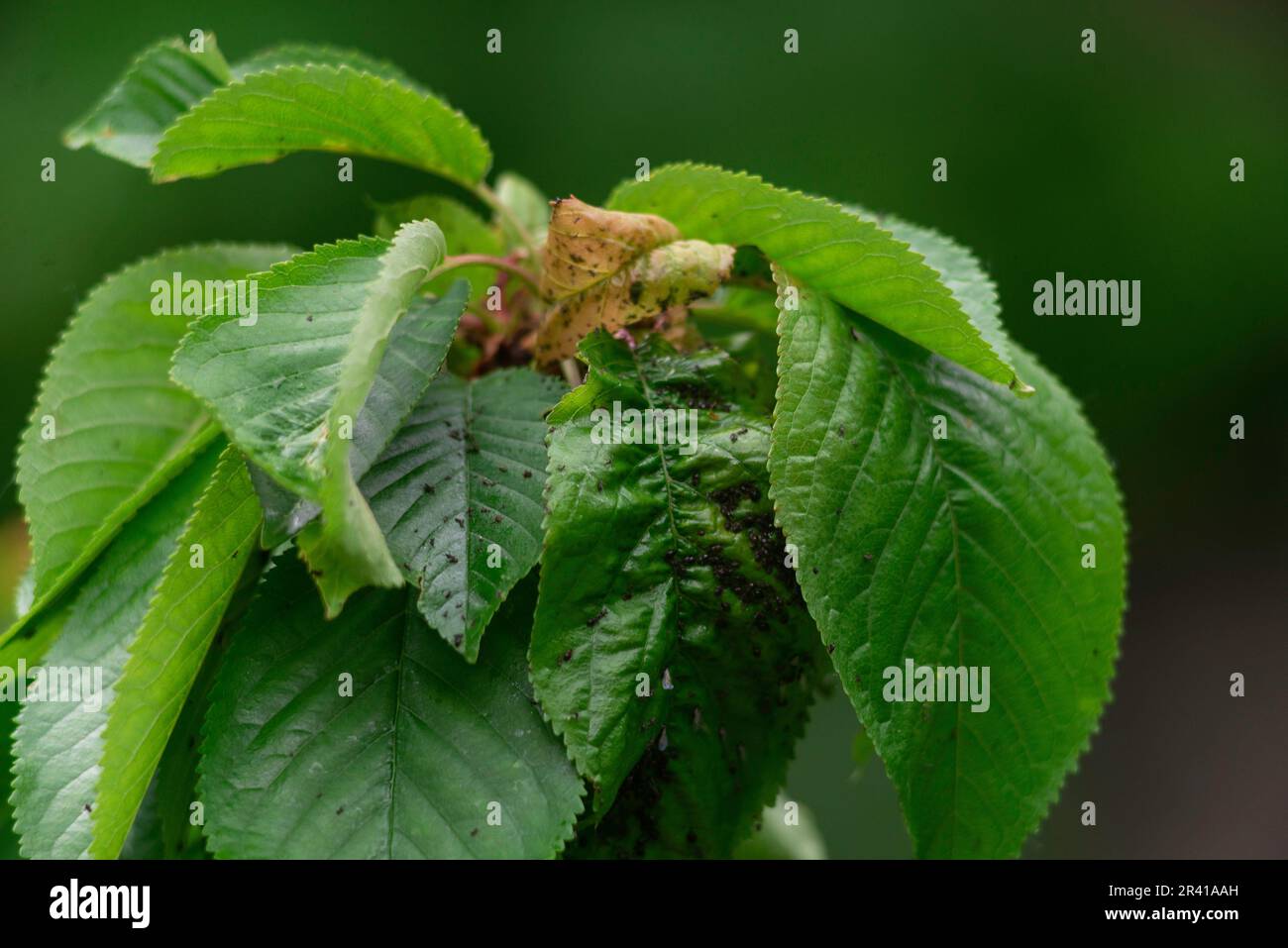 La primavera del cerezo del pulgón deja espacio de la microscopia para el daño severo del texto de las plagas del jardín. Hoja muy dañada Foto de stock