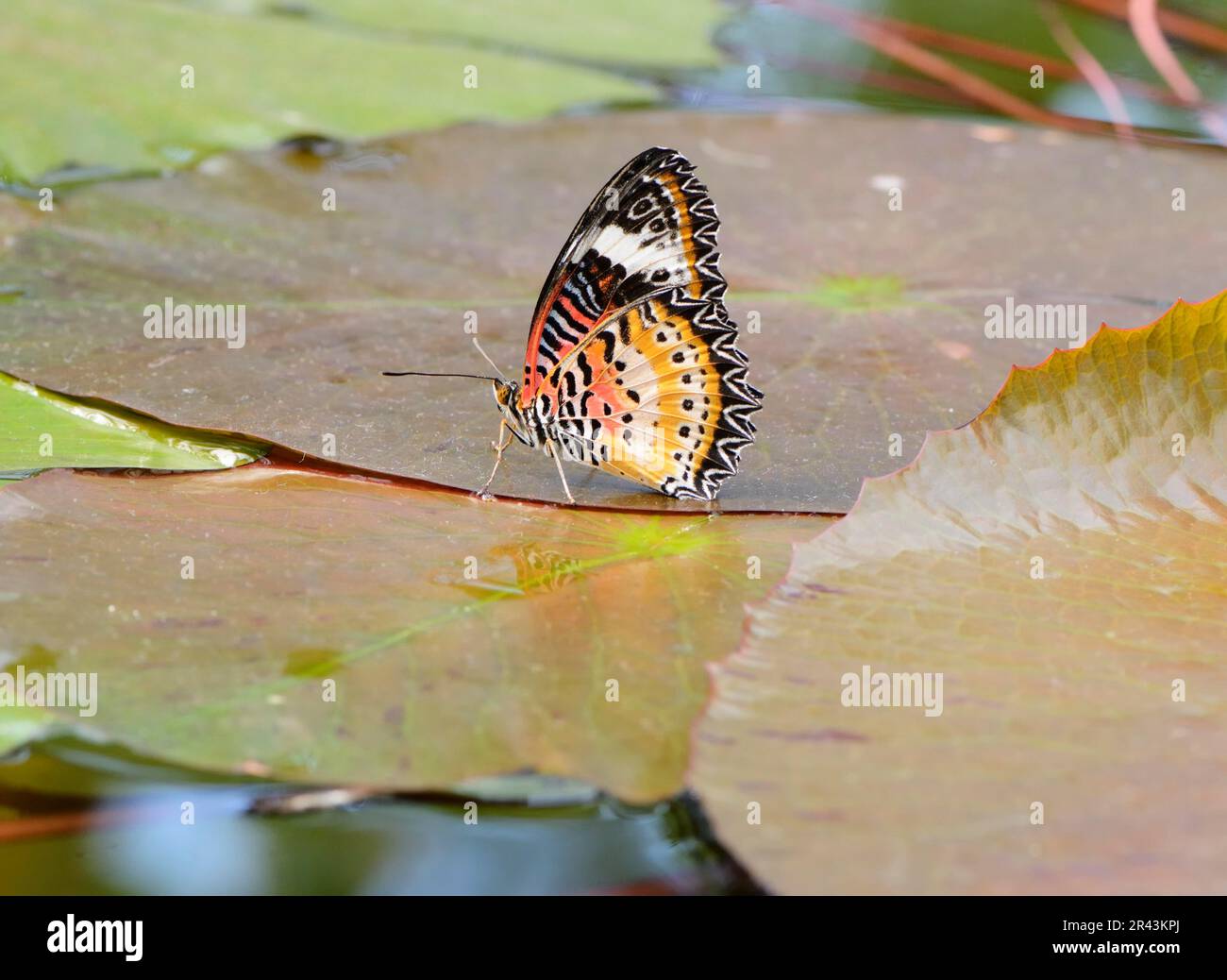 Leopard exóticos Crisopa (cethosia cyane) butterfly sentada sobre una hoja de lirio de agua Foto de stock