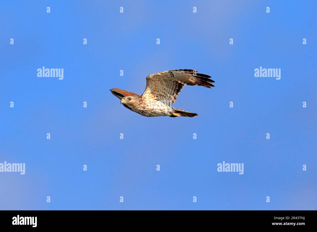 Cooper's Hawk (Accipiter cooperii), vuelo adulto, Wakodahatchee Wetlands, Delray Beach, cooper's hawk, América del Norte, EE.UU Foto de stock