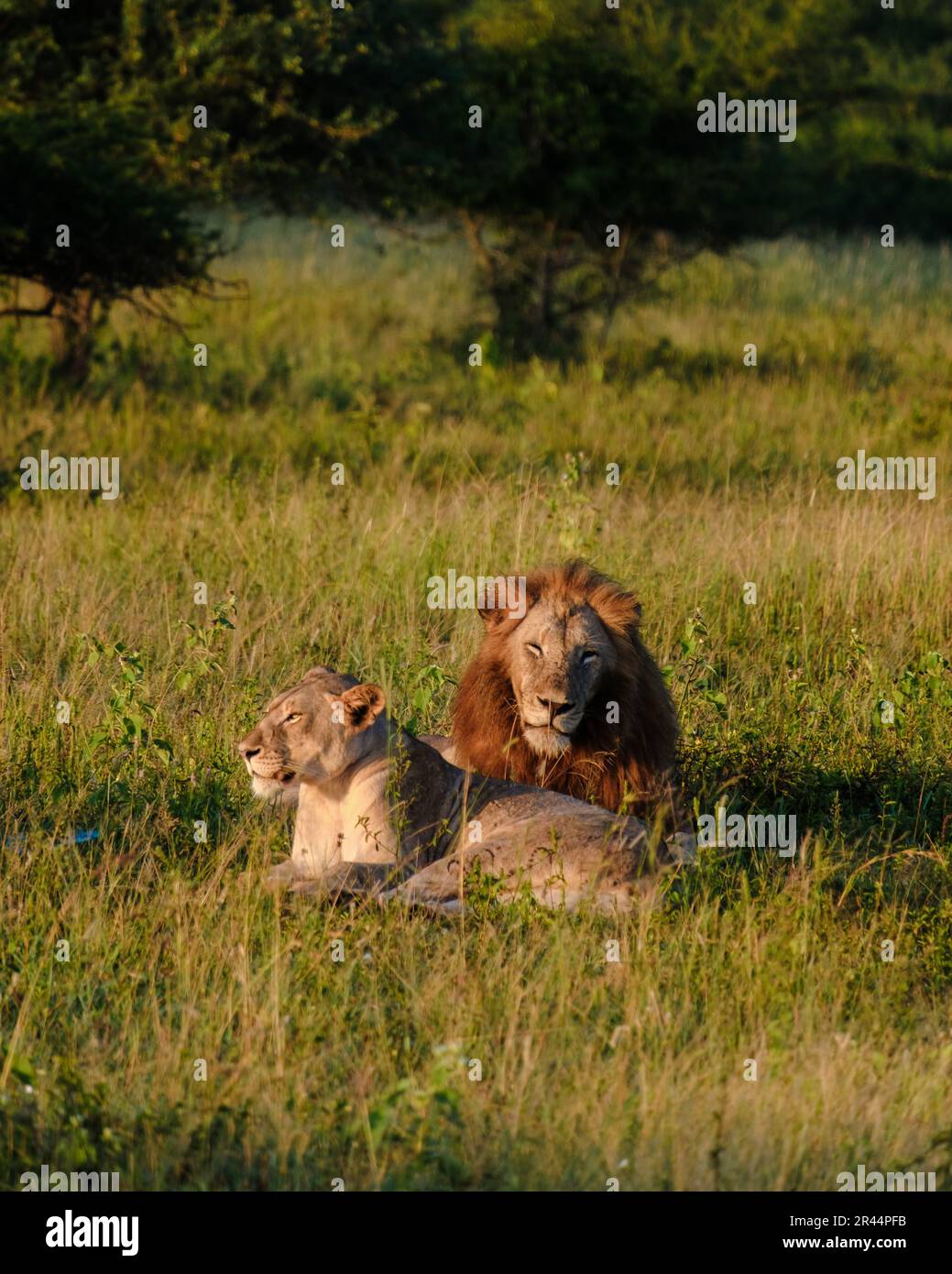 Leones africanos durante un safari en el Parque Nacional Kruger Sudáfrica. Primer plano de los Leones Foto de stock