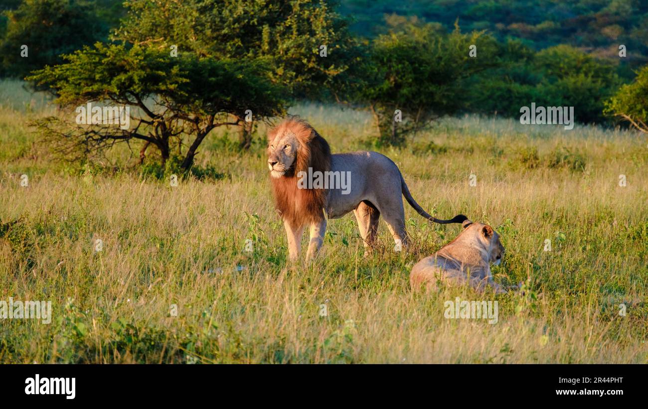 Leones africanos durante un safari en el Parque Nacional Kruger Sudáfrica. Cerca de los Leones mirando a la cámara Foto de stock