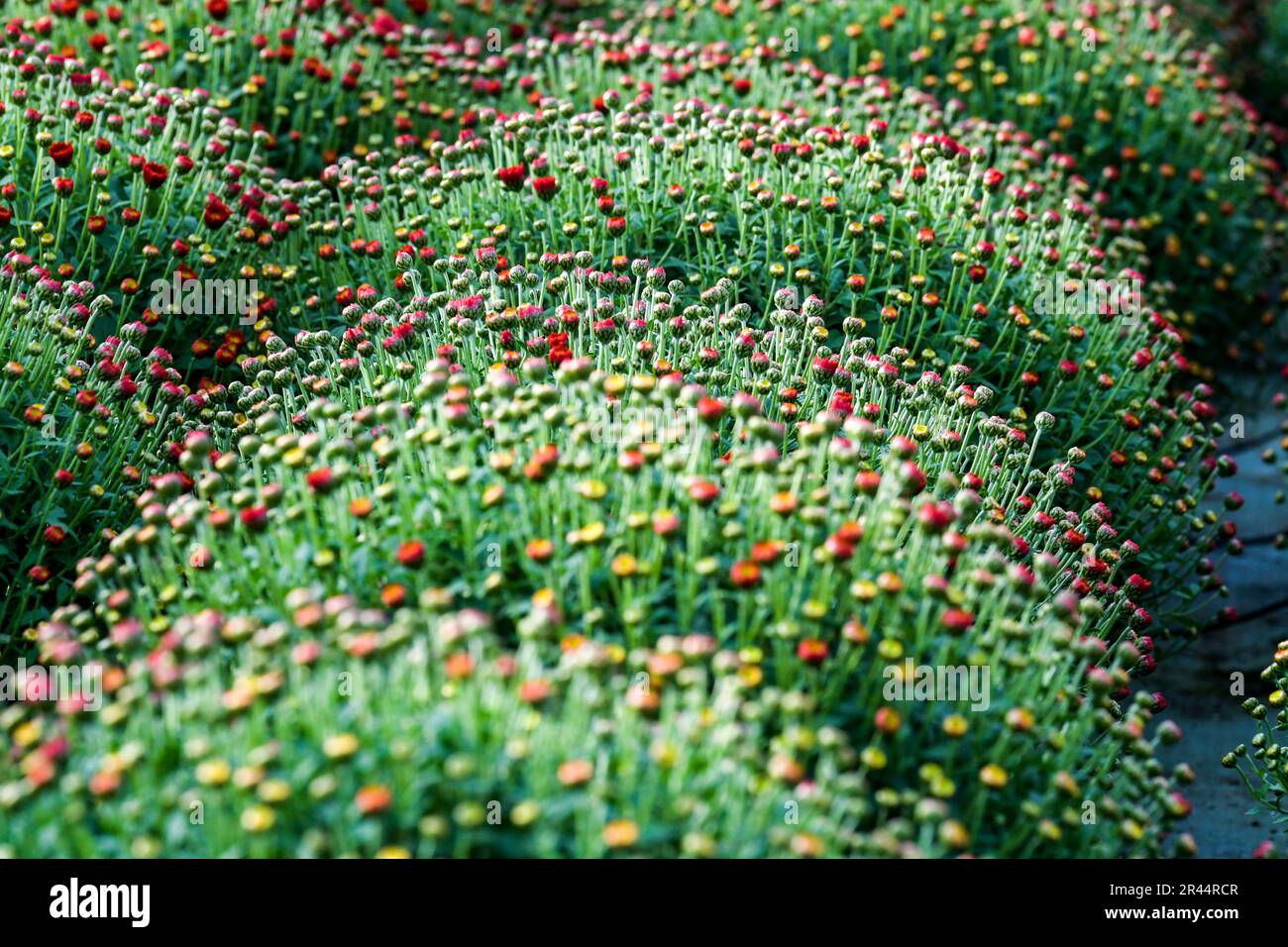 Crisantemo en el centro hortícola de Franqueville-Saint-Pierre (Normandía, norte de Francia) Foto de stock