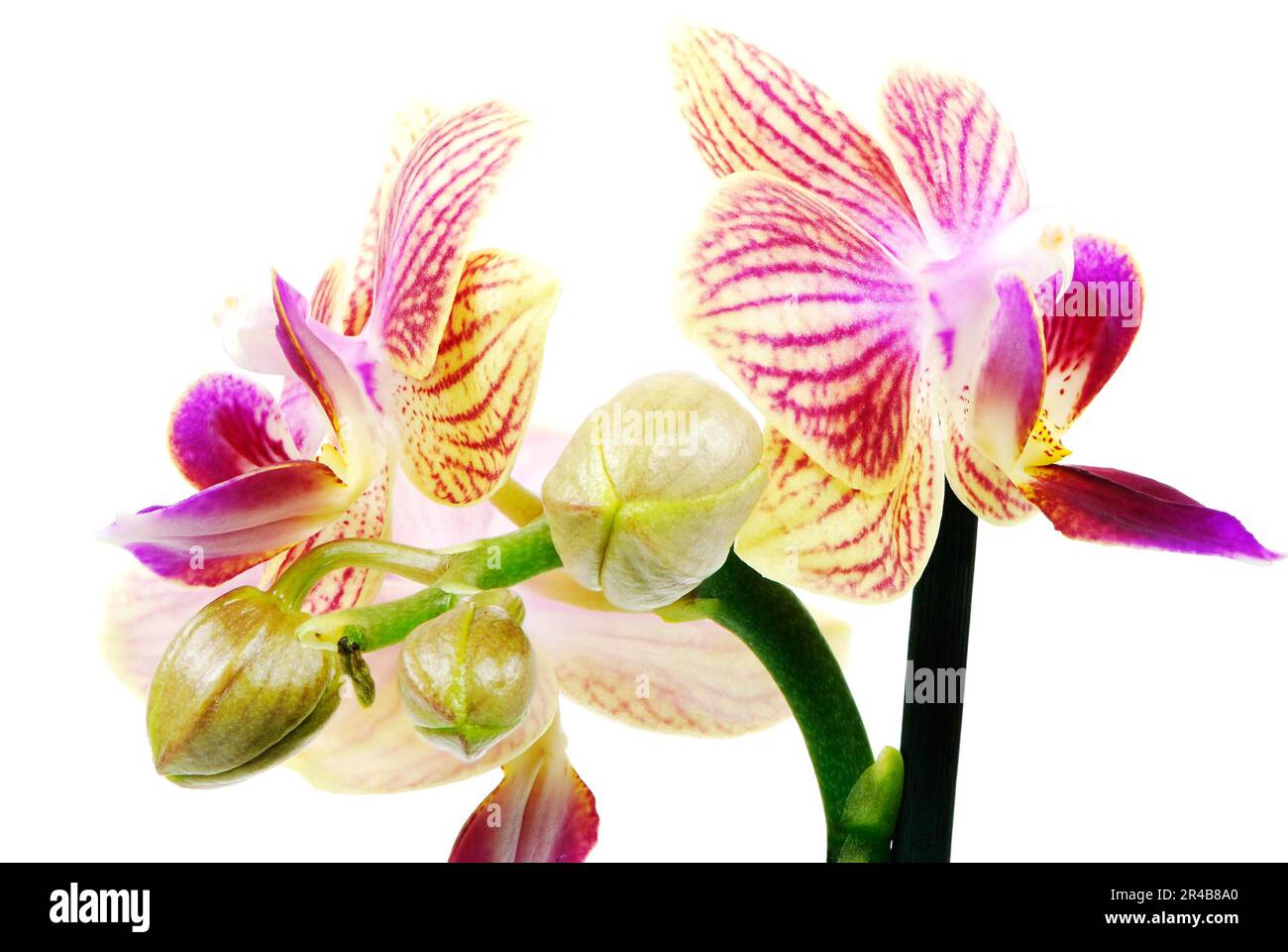 Flores aisladas de una flor de orquídea Foto de stock