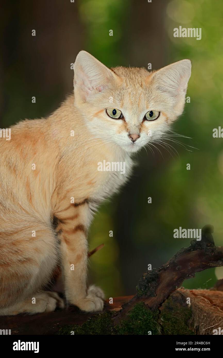 Gato de arena árabe (Felis margarita harrisoni), gato del desierto  Fotografía de stock - Alamy