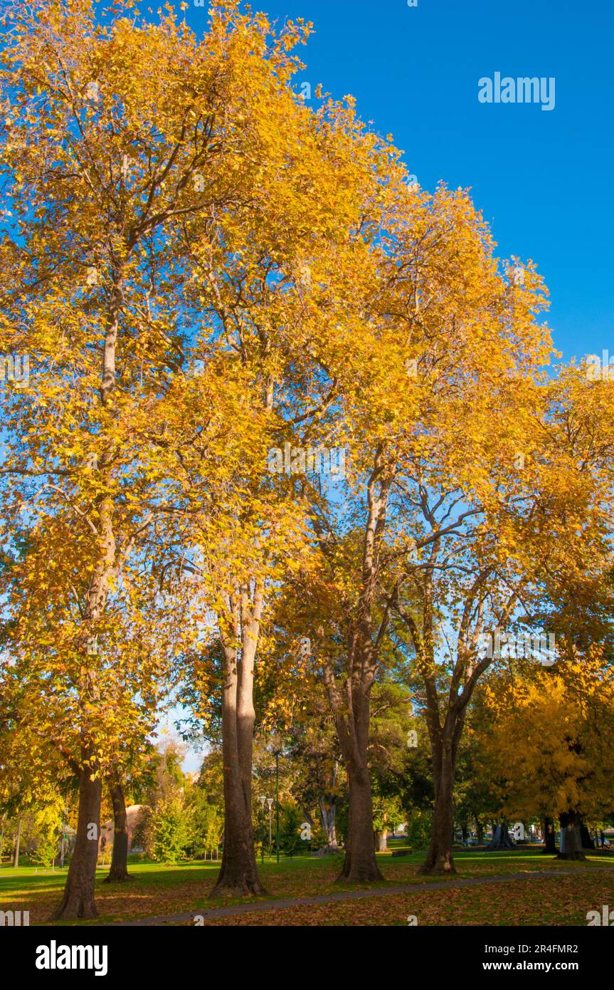 Colores de otoño en exhibición en los jardines Fitzroy, East Melbourne, Victoria, Australia Foto de stock