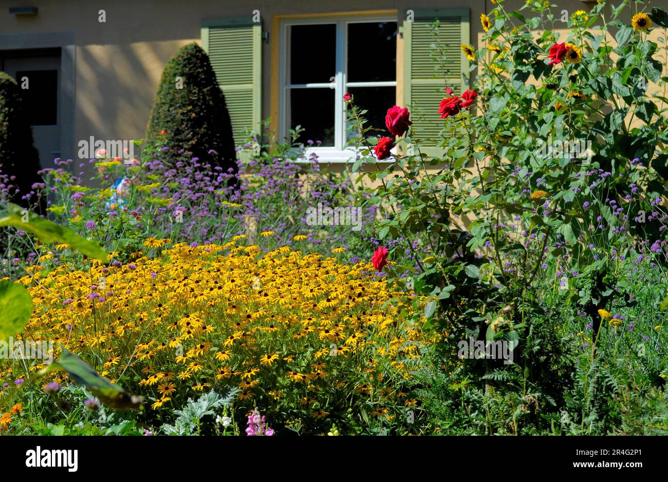 Bluehendes Barock Ludwigsburg, jardín de campo, coneflower, jardín de campo en verano Foto de stock