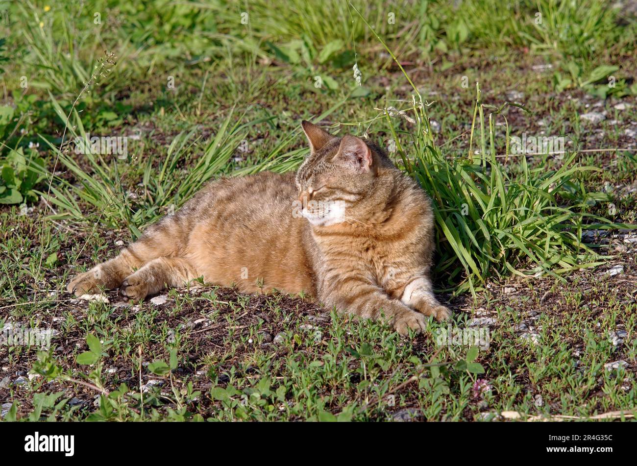 El gato yace en la hierba, en el verano Foto de stock