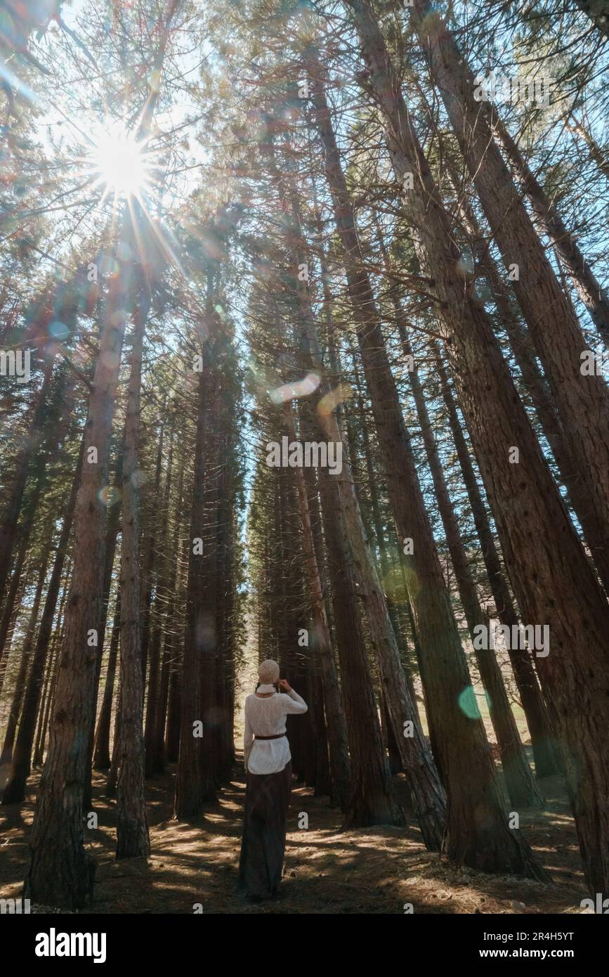 Una niña viaja sola a través del bosque de alto Sequoiadendron giganteum, elevándose al cielo en un día soleado Foto de stock