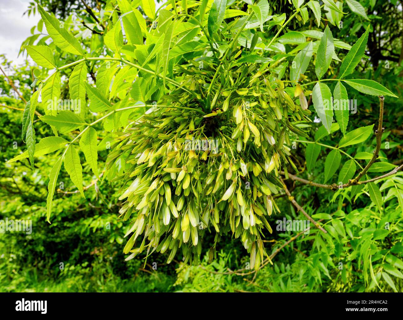 Racimos de ceniza o frutas colgando de un joven y saludable árbol de ceniza Fraxinus exelsior en Somerset Reino Unido Foto de stock