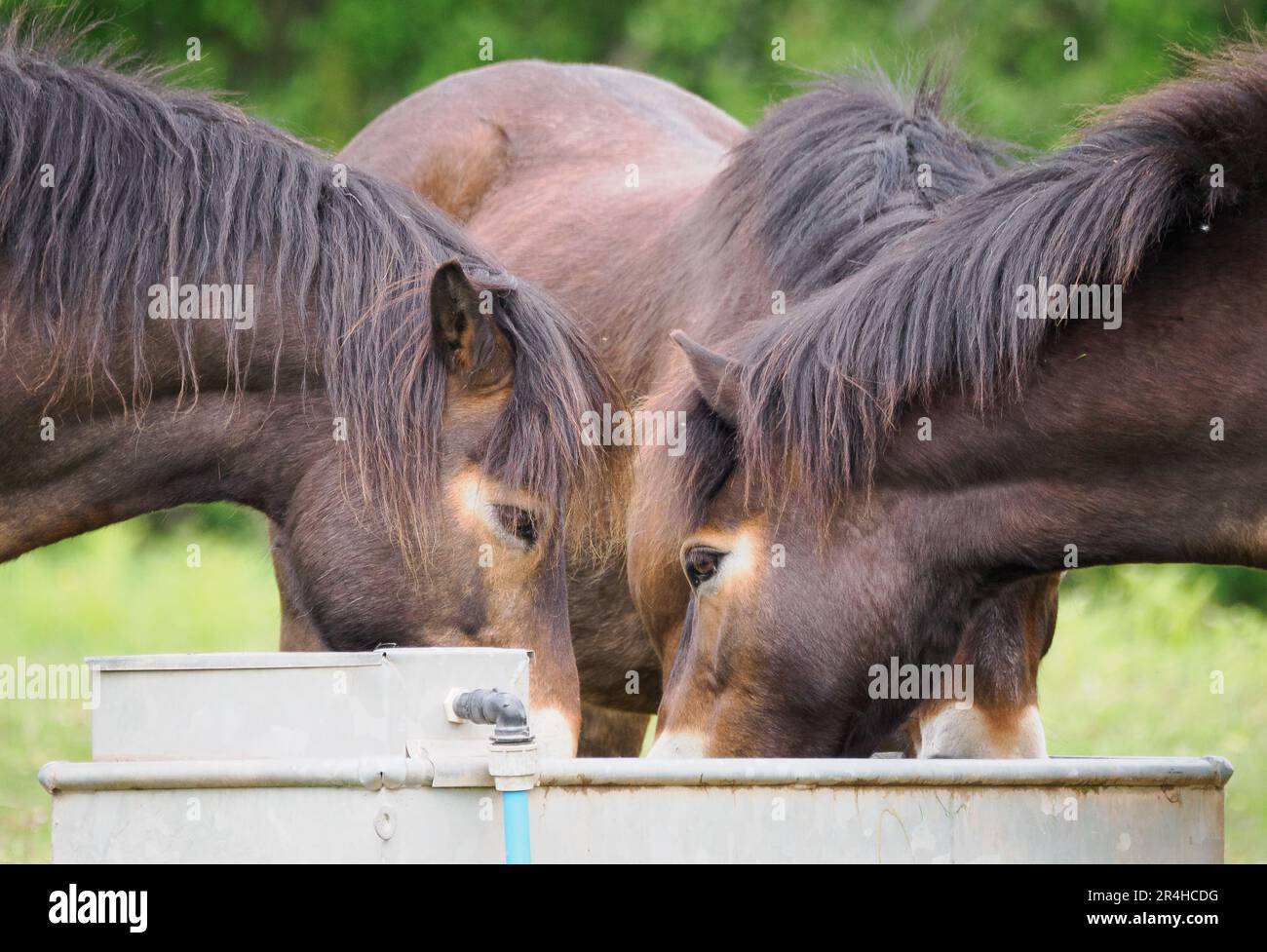 Tres ponis galeses bebiendo en un abrevadero de agua en Ewyas Harold Common en Herefordshire Reino Unido Foto de stock