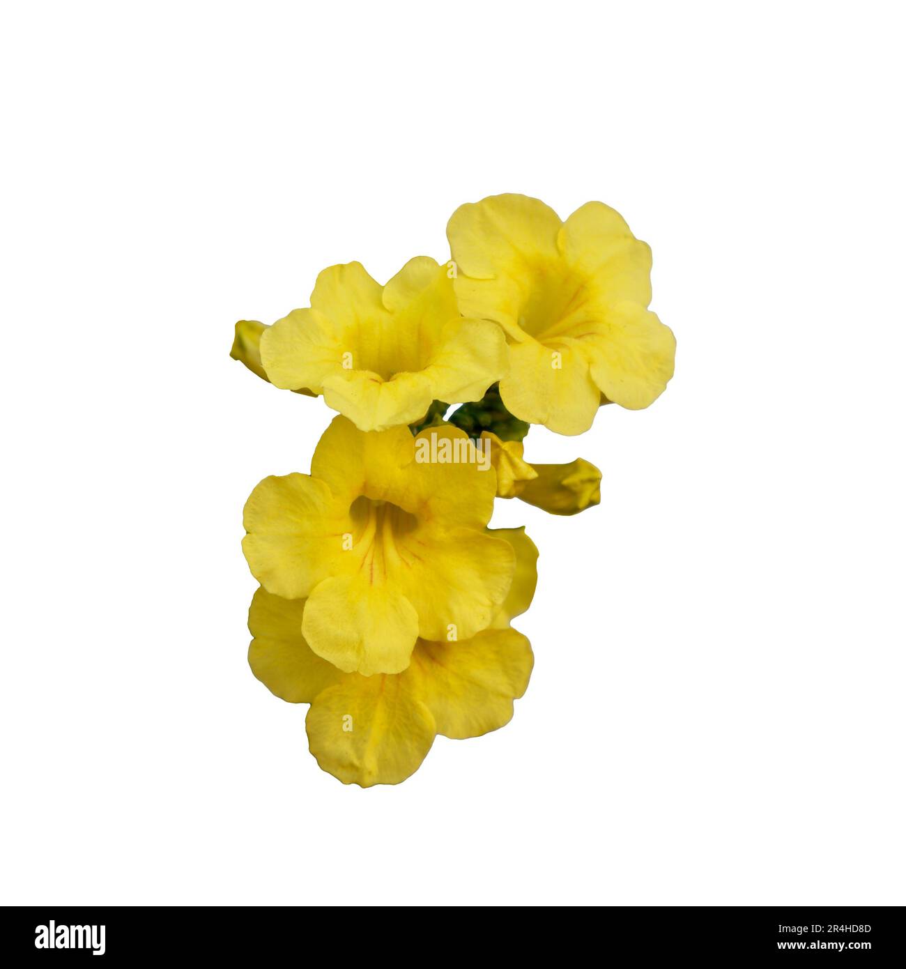 Inflorescencia de flores tropicales amarillas, aislado. Flores vibrantes de Tecoma stans, un arbusto de la familia Bignoniaceae, comúnmente llamado trompeta amarilla Foto de stock