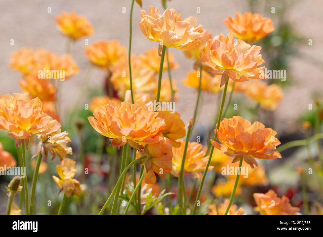 Hermosas flores perennes de verano, Ranunculus 'Rocpink. A cargo de Helen Cowles. Foto de stock