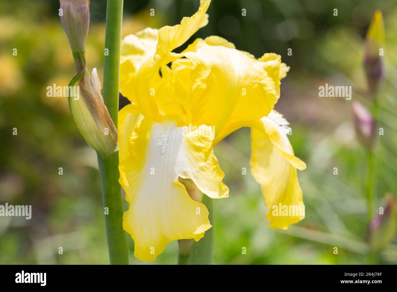 Primer plano de un amarillo alto -Floración Bearded Iris 'Antiguo Egipto'. Foto de stock