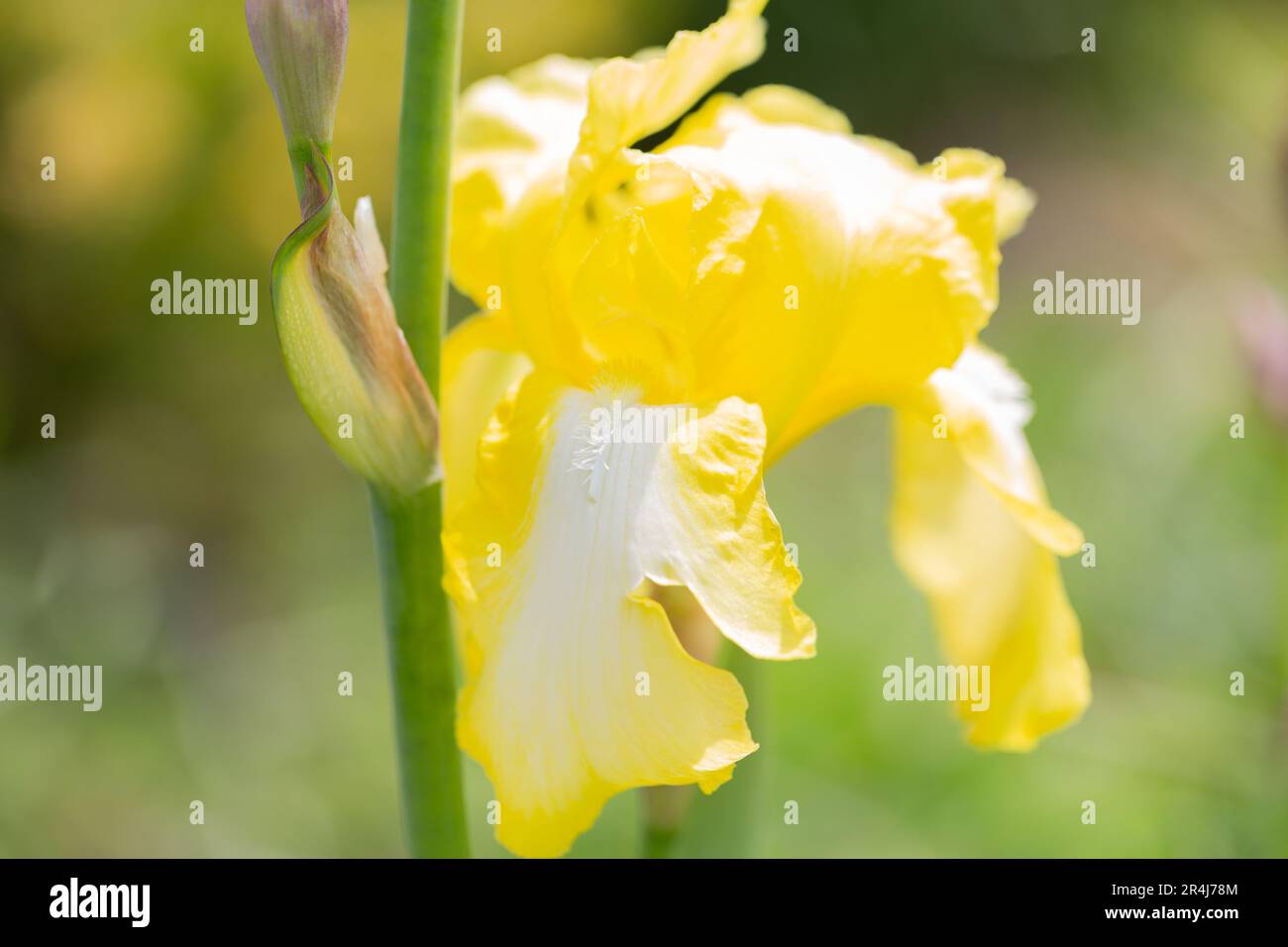Primer plano de un amarillo alto -Floración Bearded Iris 'Antiguo Egipto'. Foto de stock