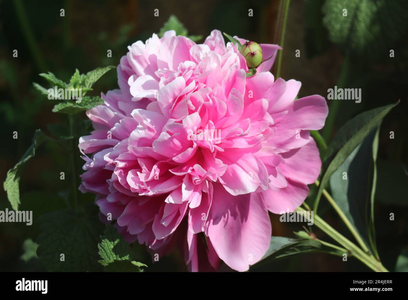 Cabeza de flor de peonía perenne en la luz de la mañana Foto de stock