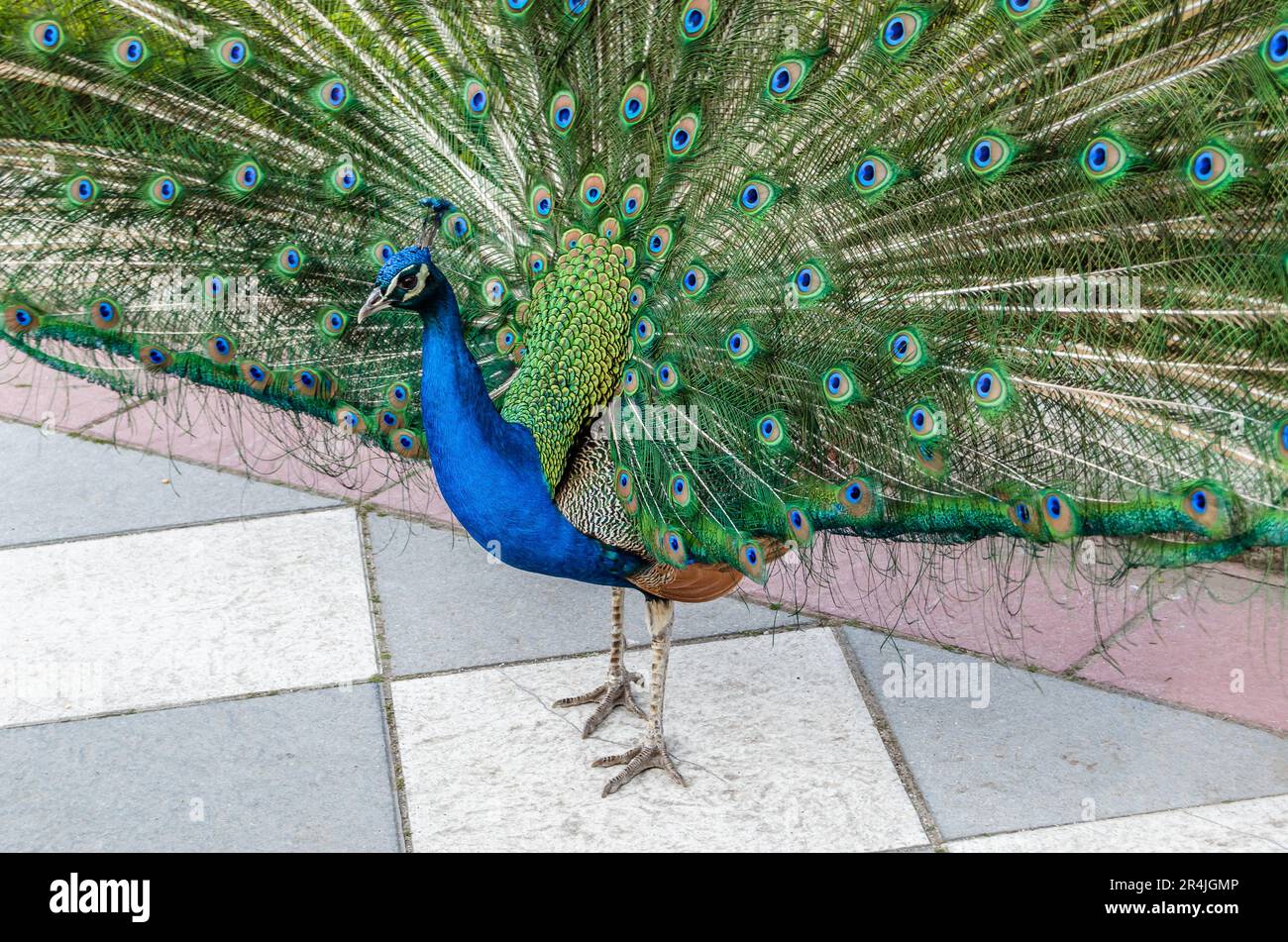 Hermoso pavo real (Pavo cristatus) abriendo sus plumas de colul Foto de stock