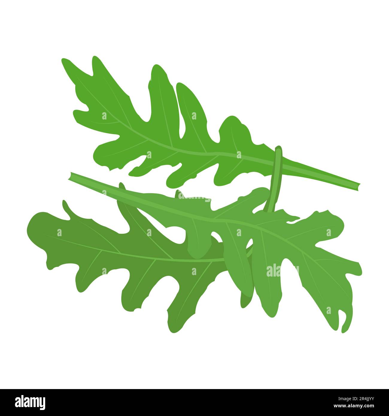 Hoja verde arugula bellezia ilustración vectorial orgánico Ilustración del Vector