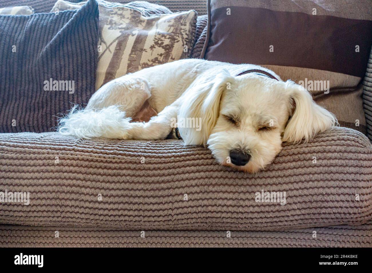 Un pequeño perro blanco cavapoo descansando en un sofá en el salón. Foto de stock