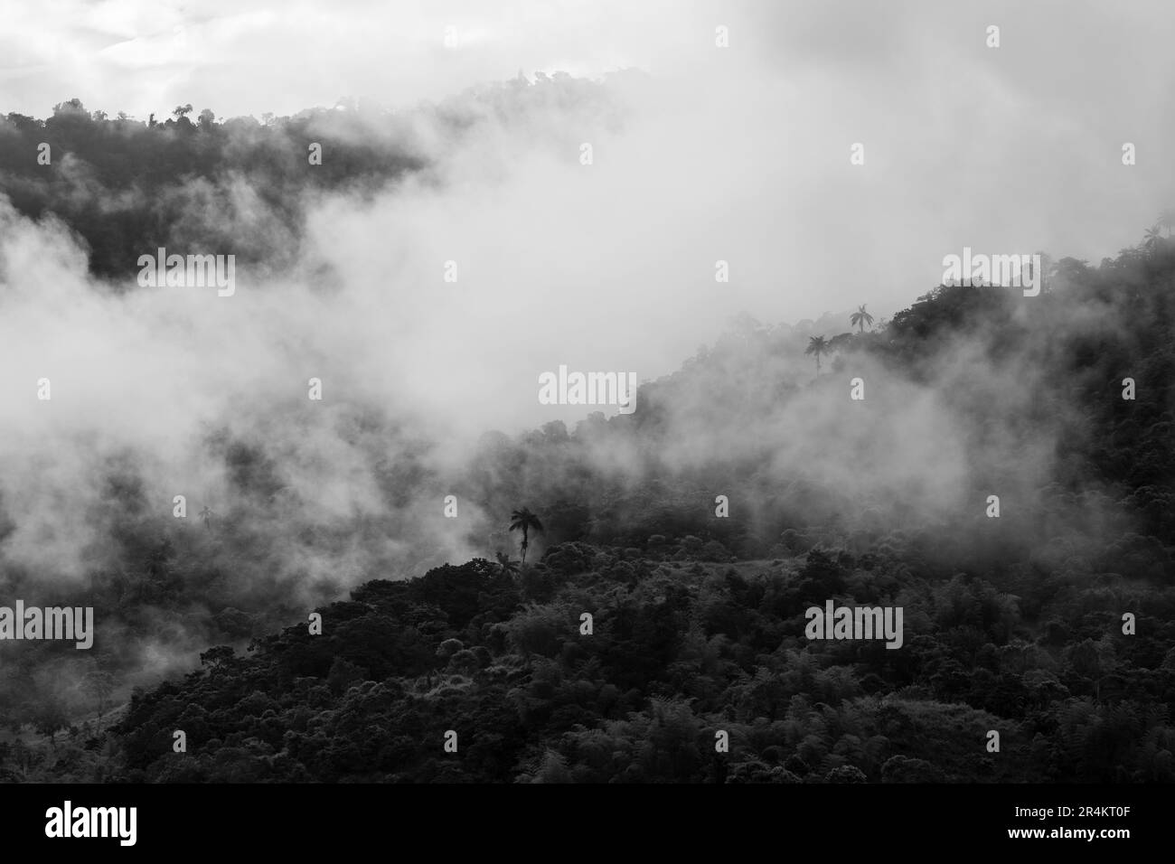 Bosque nuboso de Mindo con niebla y niebla en blanco y negro, Ecuador. Foto de stock