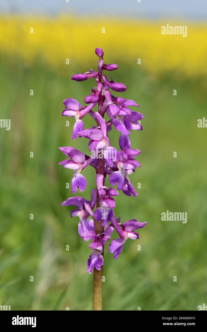 Orquídea púrpura temprana - Máscara de orquídea Foto de stock