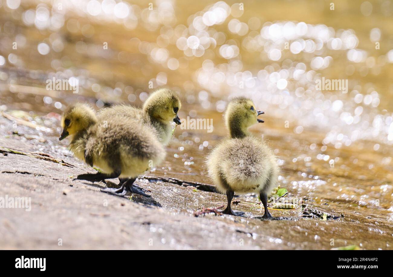 Canada goose top plumas news