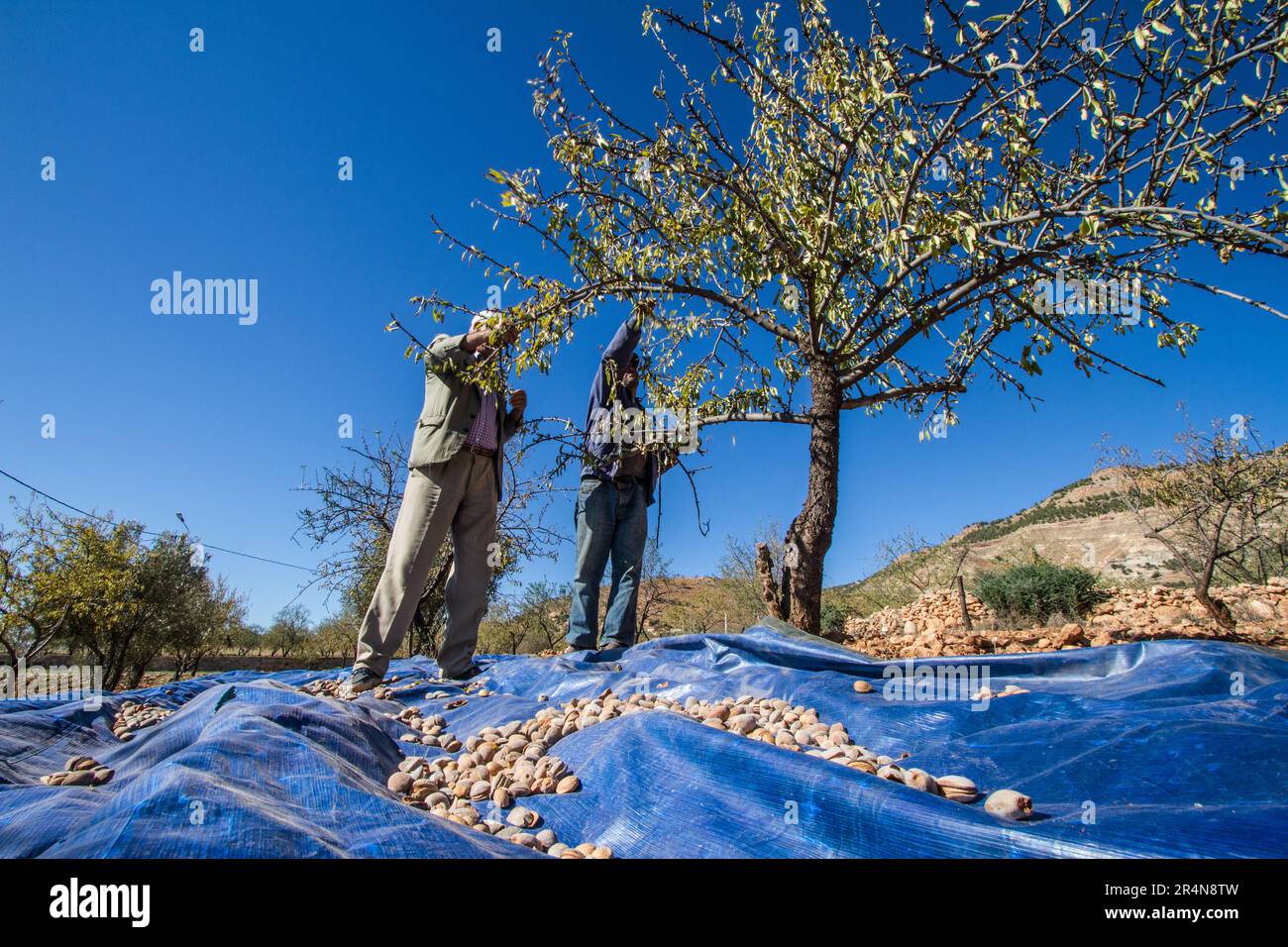 Los agricultores cosechan activamente almendras de un almendro Foto de stock