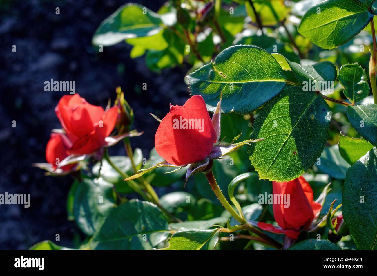Flores de rosa de té en el jardín, en verano Foto de stock
