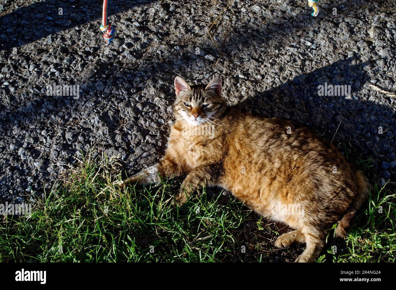 El gato yace en la hierba, en el verano Foto de stock