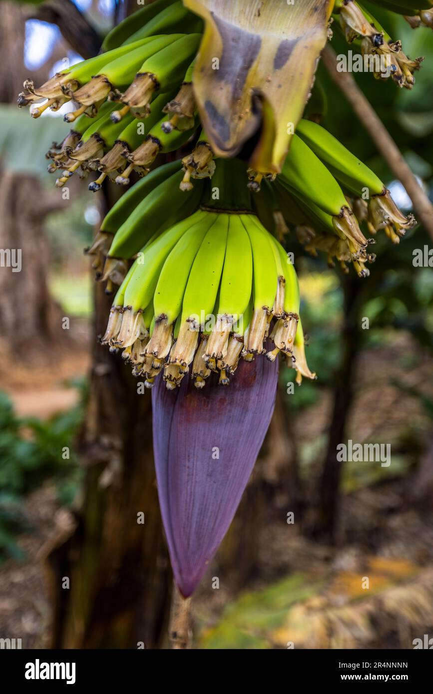 La fruta joven se coloca en un árbol de plátano. En la parte superior ya se pueden ver los plátanos pequeños, al final de los cuales las flores se han marchitado. La hoja rojiza de abajo es una bráctea de la que crecen más plátanos. Plantación de plátanos en Kumbali Country Lodge en Lilongwe, Malawi Foto de stock