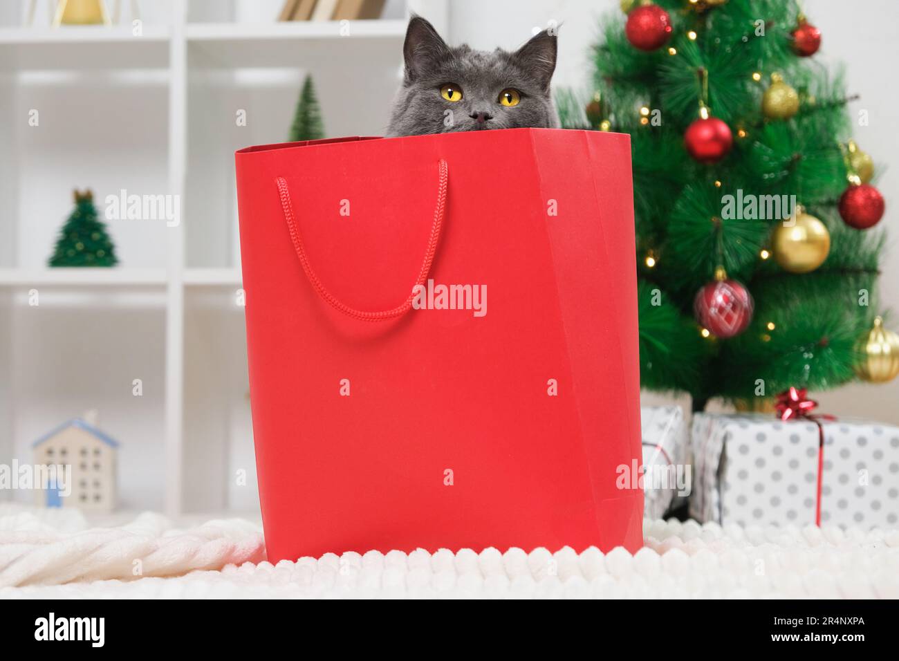 Un gato gris chartreux mira fuera de una bolsa de regalo rojo. Un gato en  el fondo de un árbol de Navidad, guirnaldas, regalos. bokeh. Año Nuevo 2023  y concepto de Navidad.
