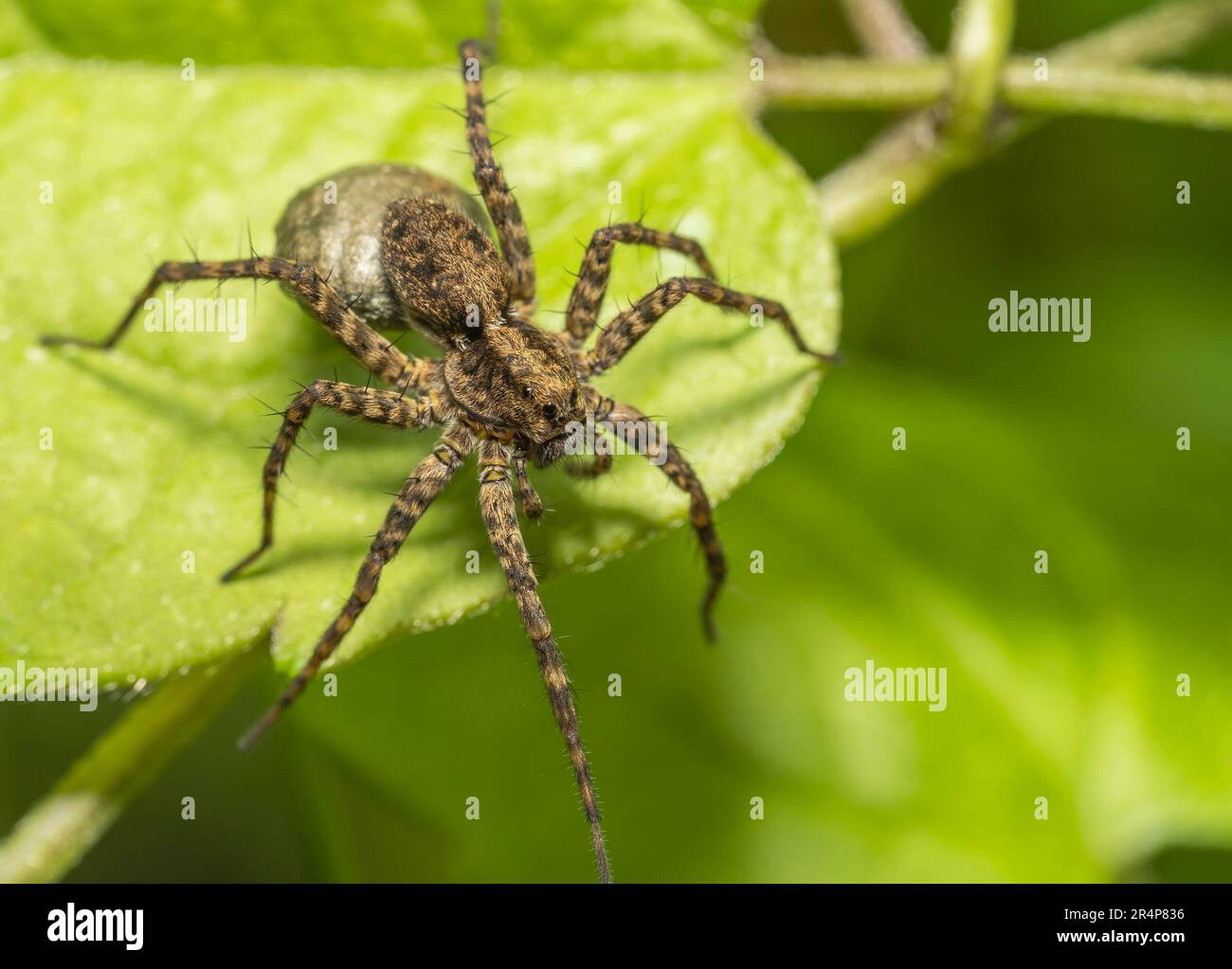 Hogna radiata araña lobo inofensiva peluda grande en una hoja de prado Foto de stock