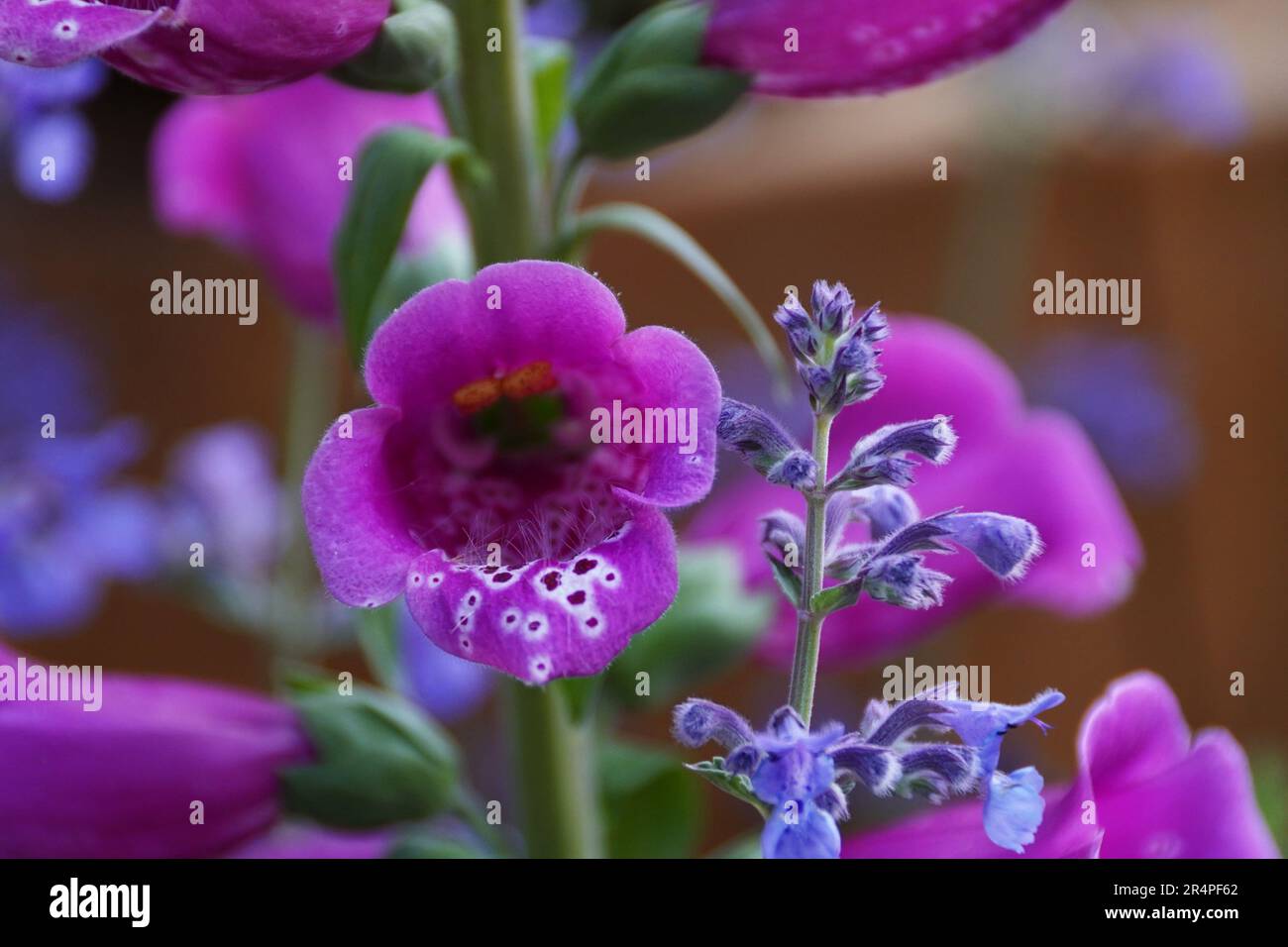 Un primer plano de la flor de Foxglove, Digitalis. Foto de stock
