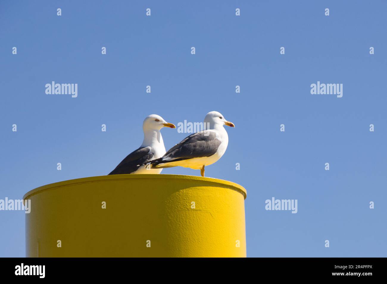 Gaviota Foto de stock