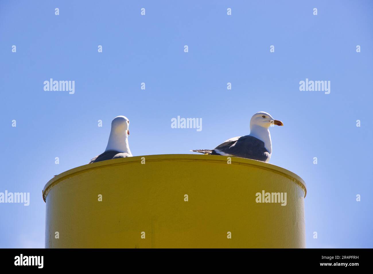 Gaviota Foto de stock