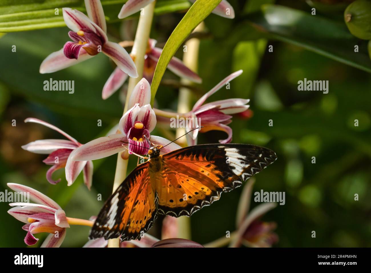 Leopardo lacewing en una orquídea Foto de stock