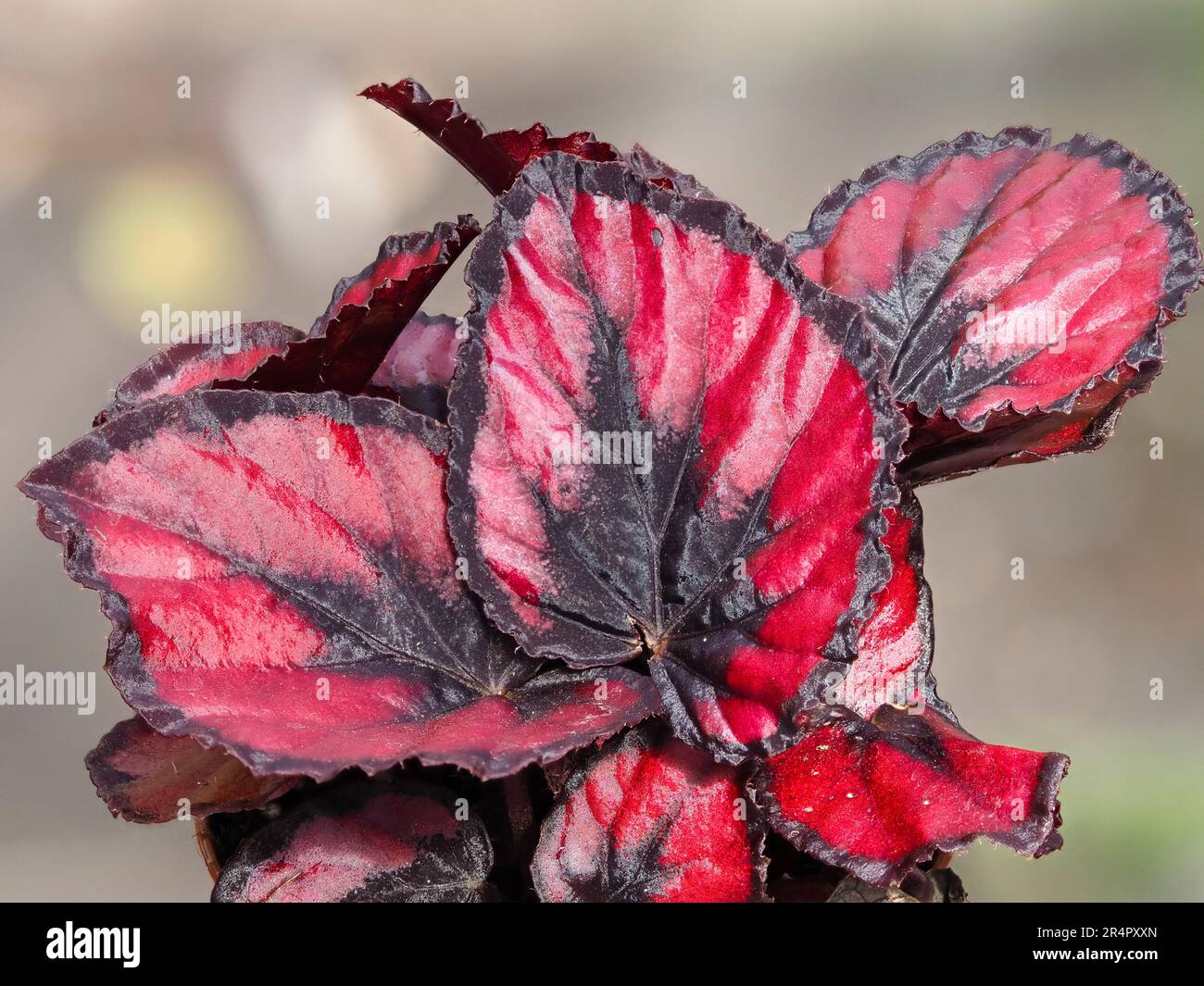 Follaje rojo y negro variegado de la tierna casa y planta de invernadero, Begonia rex (grupo cultorum) 'Red Robin' Foto de stock